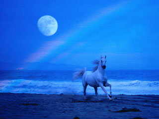Horse on beach with moon