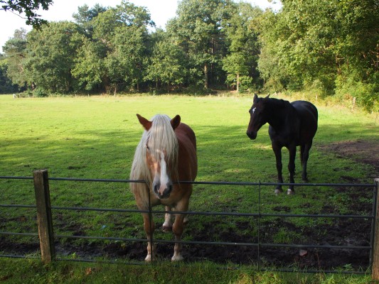 Horses at rural estate Spanderswoud
