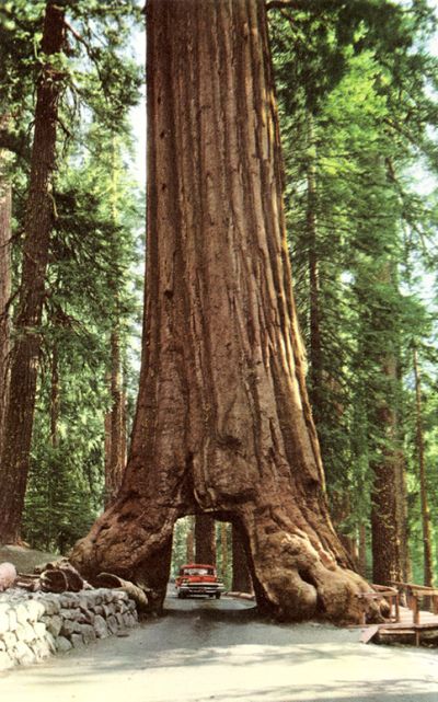 Wawona Drive-Through Tree