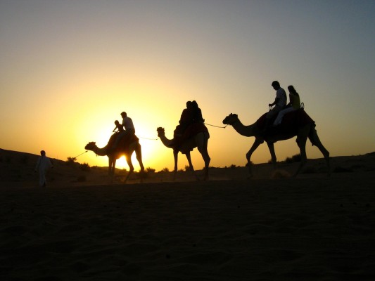 Three camels in sunset