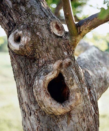 Shocked tree