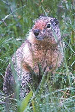 Columbian ground squirrel