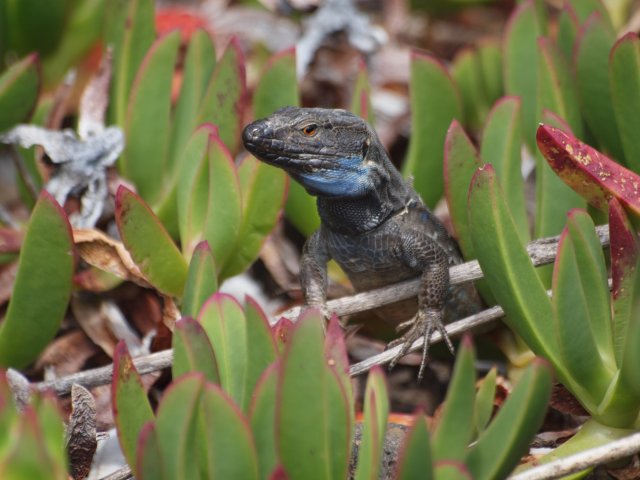 La Palma Lizard