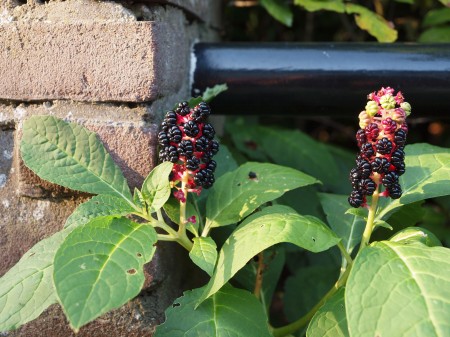 Pokeweed