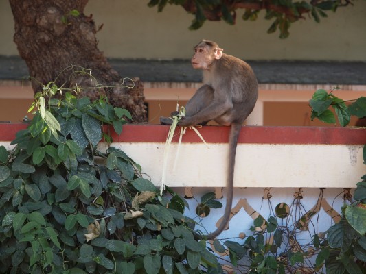 Monkey in the Ashram of Ramana Maharshi