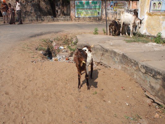 Goat eating banana