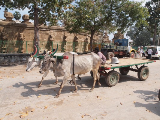 Oxes in Kanchipuram