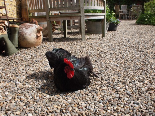 Rooster taking sunbath