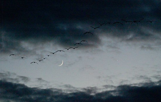 Snow-geese with crescent moon