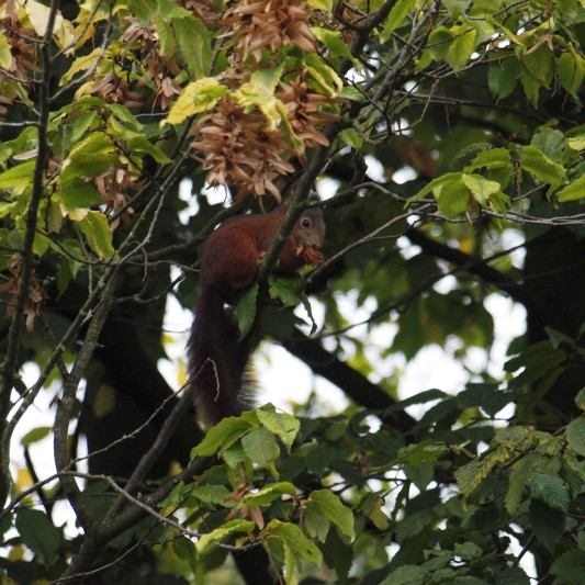 Red squirrel