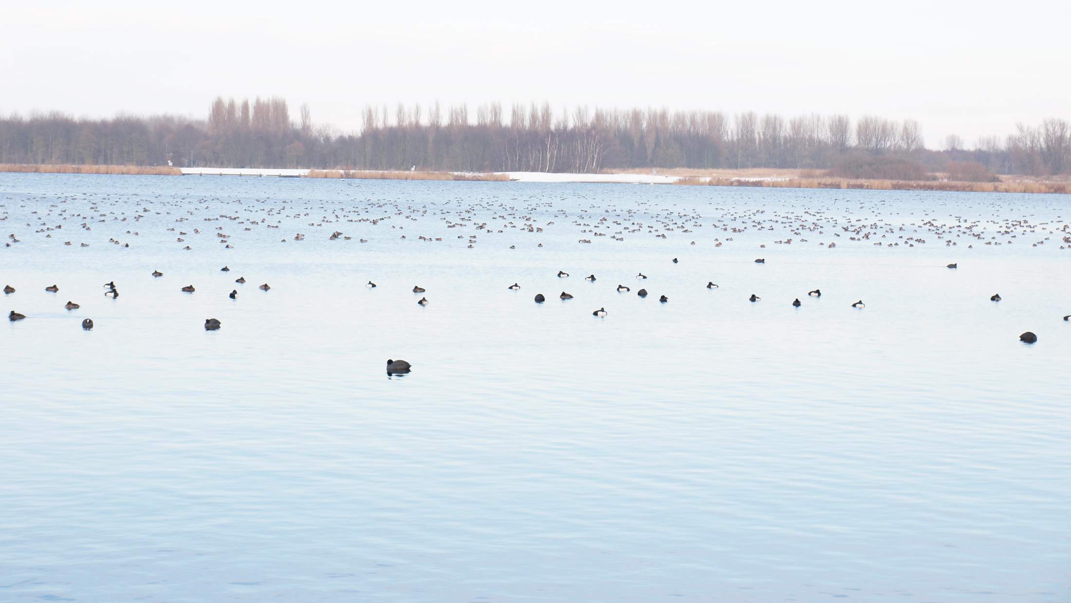 Lake with coots