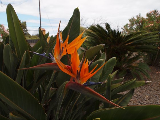 Strelitzia