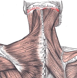 Superior nuchal line