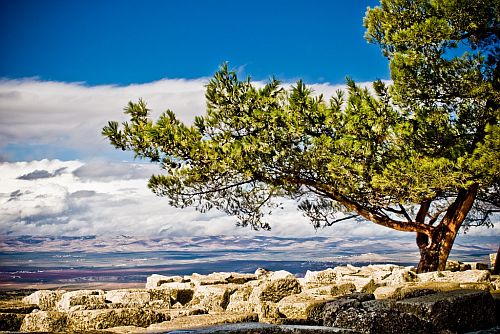 Tree on a mountain