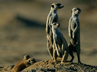 Suricates