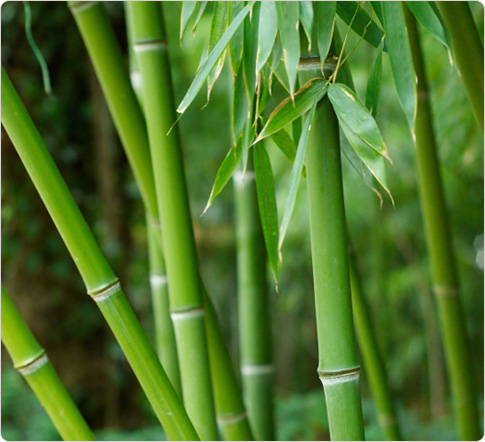 Bamboo