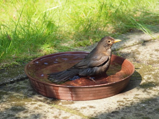 Female blackbird taking bath