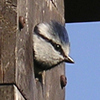 blue tit