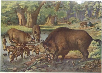 Wild boars