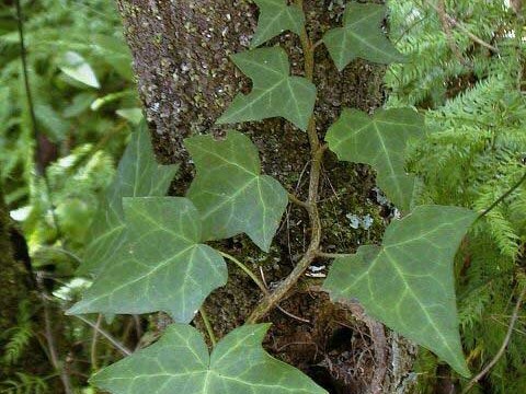 English ivy