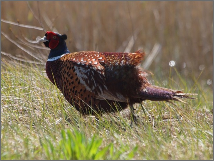 Male pheasant