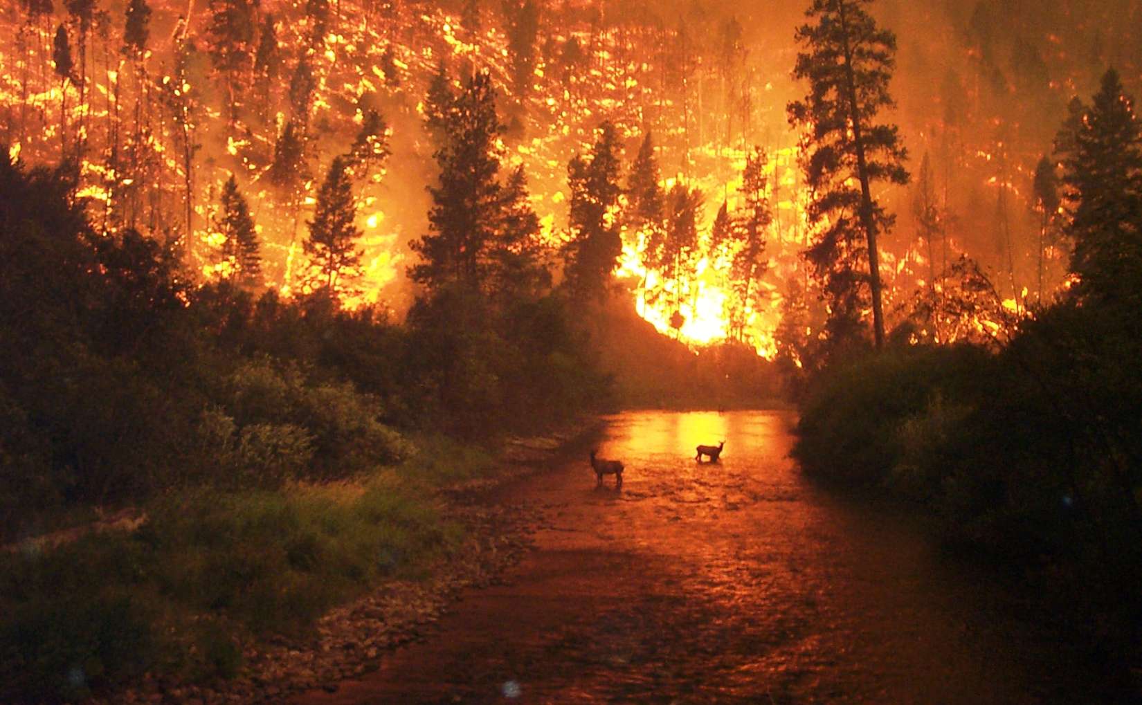 Deer in forest fire