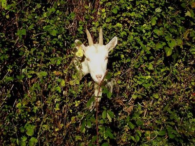 Goat in hedge