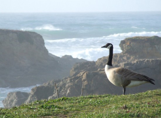 Goose on cliff