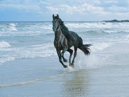 Horse on beach