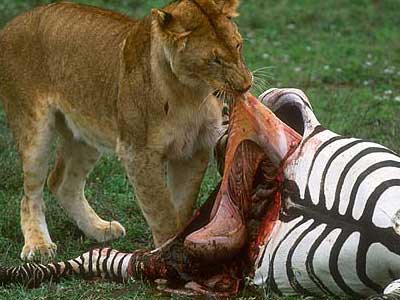 Lion eating meat