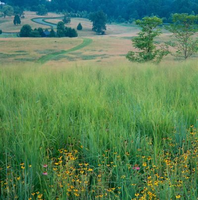 Meadow