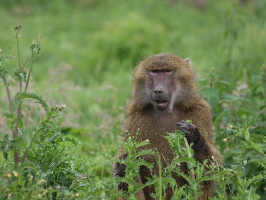 Baboon in thistles