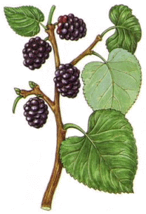 Morus nigra LINN