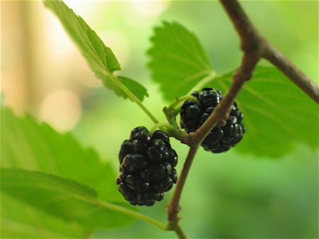 Mulberry