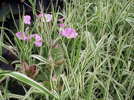 Ribbon grass