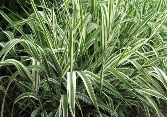 Ribbon grass