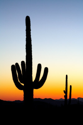 Saguaro cactus