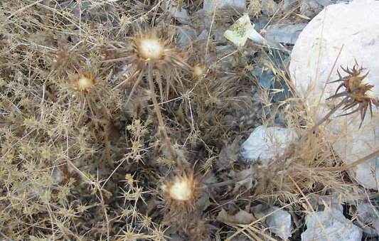 Thorns and thistle