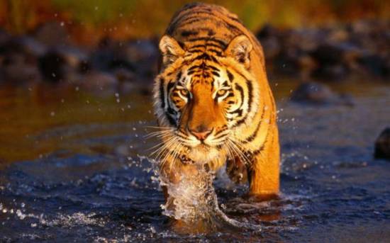 Tiger in water