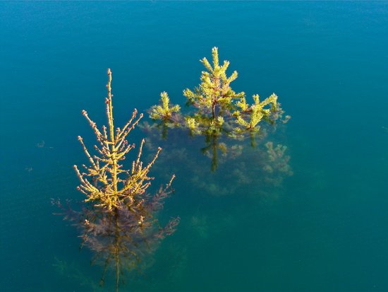 Under water trees