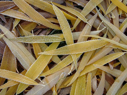 Willow leaves